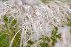 Feather grass in the wind in a summer meadow