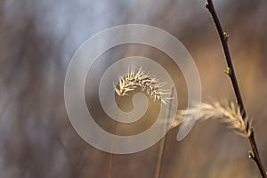 Feather grass in the wood lands