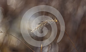 Feather grass in the wood lands