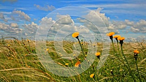 Feather grass with yellow meadow flowers and blue sky with cumulus clouds