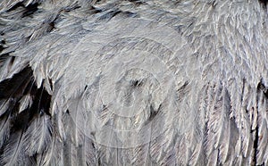 Feather of greater rhea Rhea americana