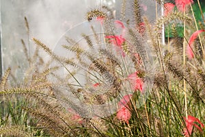 Feather in the green grass in the fog