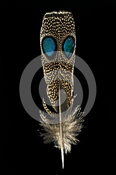 Feather of Grey-capped emerald dove, chalcophaps indica