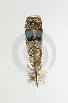 Feather of Grey-capped emerald dove, chalcophaps indica