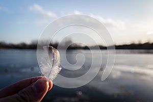 Feather in hand 2