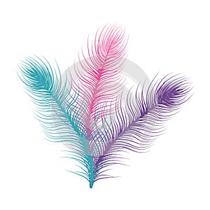 Feather icon isolated