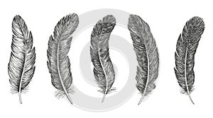 Feather icon set. Hand drawn illustration