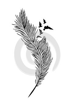 Feather Illustration, Feather and Flying Bird Birds, Wall Design, Wall Decals