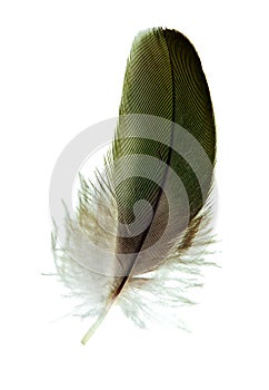 Feather isolated