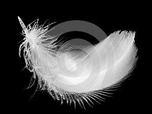 Feather, isolated on the black background.