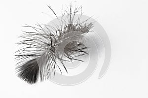 Feather isolated on a white background