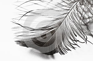 Feather isolated on a white background