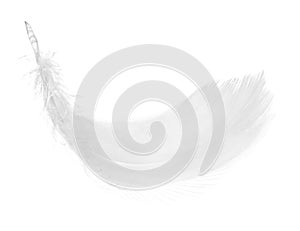 Feather, isolated on the white background.