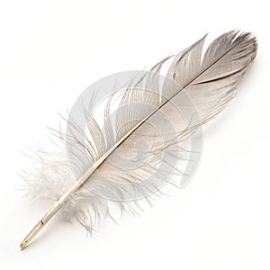 A feather on white background