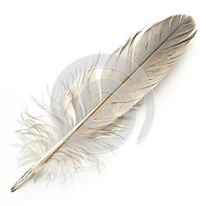 A feather on white background