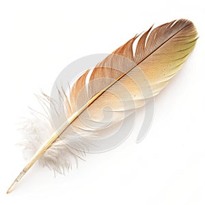 Feather isolated on white background