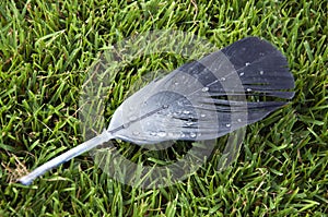 Feather on the lawn