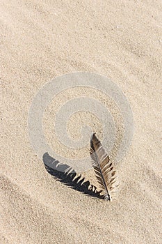 Feather laying on a sand