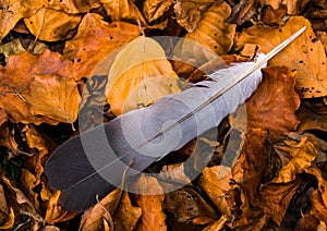 Feather and leaves