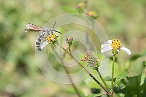 Feather-legged Scolid Wasp on Black Jack Flowers