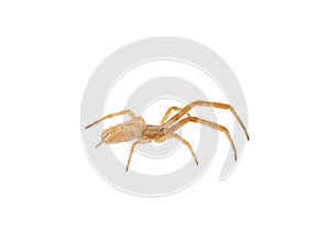 Feather-legged spider isolated on white background, Uloborus walckenaerius photo