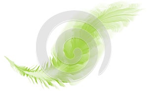Feather logo, bird logo, bird feather logo, wellness logo, bird background, feather background