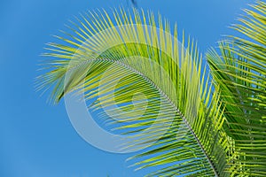 Feather looking fluffy palm leafs against blue sky