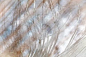 Feather macro