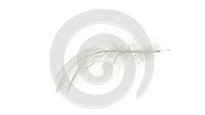 Feather macro. Multicoloured pastel angel feather closeup texture isolated on white background in macro photography, soft focus.