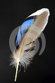 Feather of male Mallard