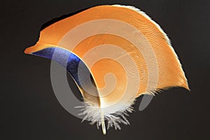 Feather of Mandarin Duck
