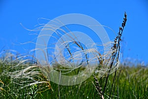 Feather mat grass stipa bend in the wind under a blue sky