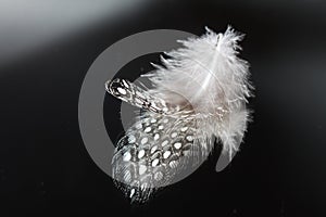 Feather on a mirror