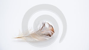 Feather nature wing bird