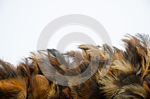Feather nature wing bird