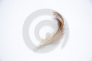 Feather nature wing bird