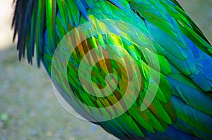 The feather of nicobar pigeon bird in close-up.