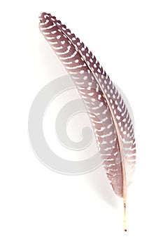 Feather Numididae