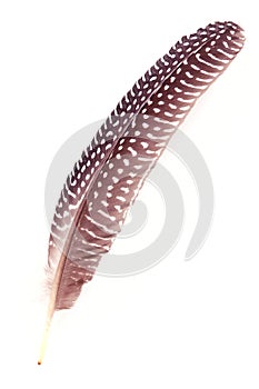 Feather Numididae isolated