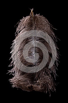 Feather ostrich on black background, bird plume,  africa