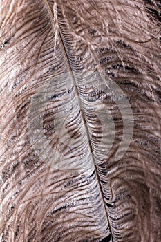 Feather ostrich on black background, bird plume,  closeup