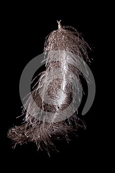 Feather ostrich on black background, bird plume,  decoration
