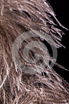 Feather ostrich on black background, bird plume,  macro closeup