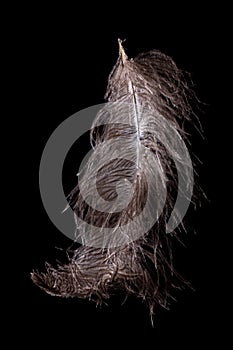 Feather ostrich on black background, bird plume,  natural