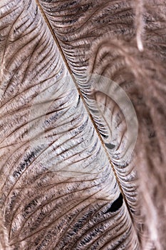 Feather ostrich on black background, bird plume,  nature