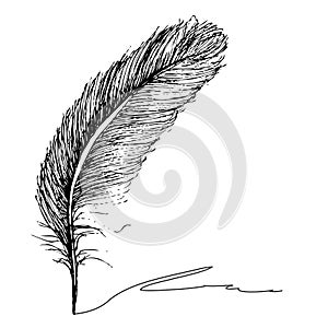 Feather Pattern hand drawn style. Hand drawn vintage vector design set.