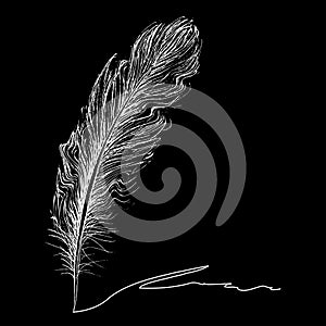 Feather Pattern hand drawn style. Hand drawn vintage vector design set.