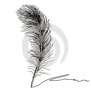Feather Pattern hand drawn style. Hand drawn vintage vector design set.
