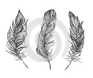 Feather Pattern hand drawn style. Hand drawn vintage vector design set.