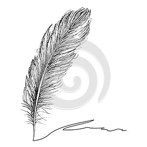 Feather Pattern hand drawn style. Hand drawn vintage vector design set.